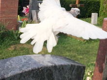 Andacht Gedenkseiten Weiße Taube